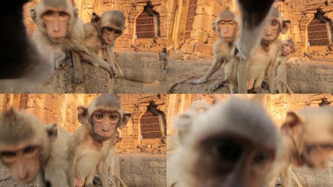 泰国寺庙里的小猴子