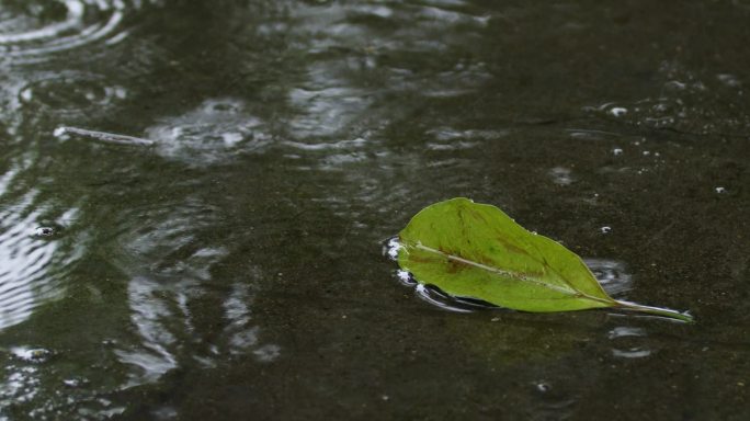 2.8K雨中地面落叶【0.2X】