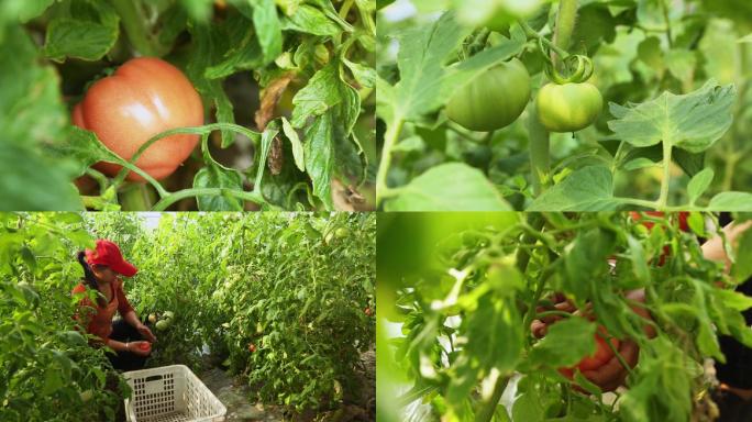 大棚西红柿种植