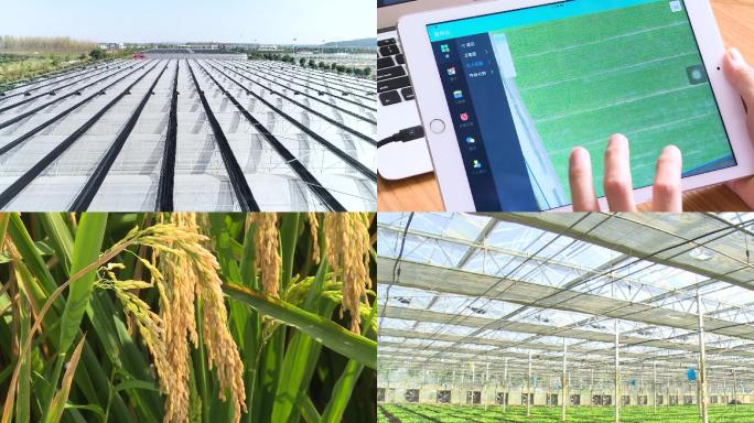 现代农业水稻大棚生产智能化