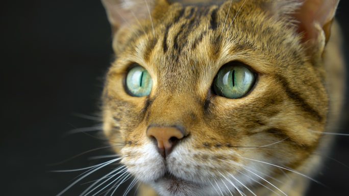 猫咪眼睛特写萌宠猫科动物瞳孔