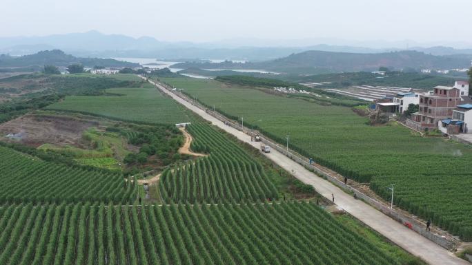 圣女果种植基地