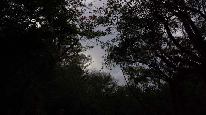 暗黑天空傍晚4K森林