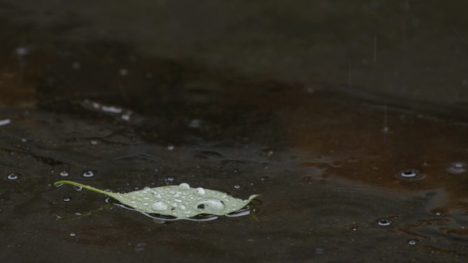 6K雨中地面落叶【0.5x】02