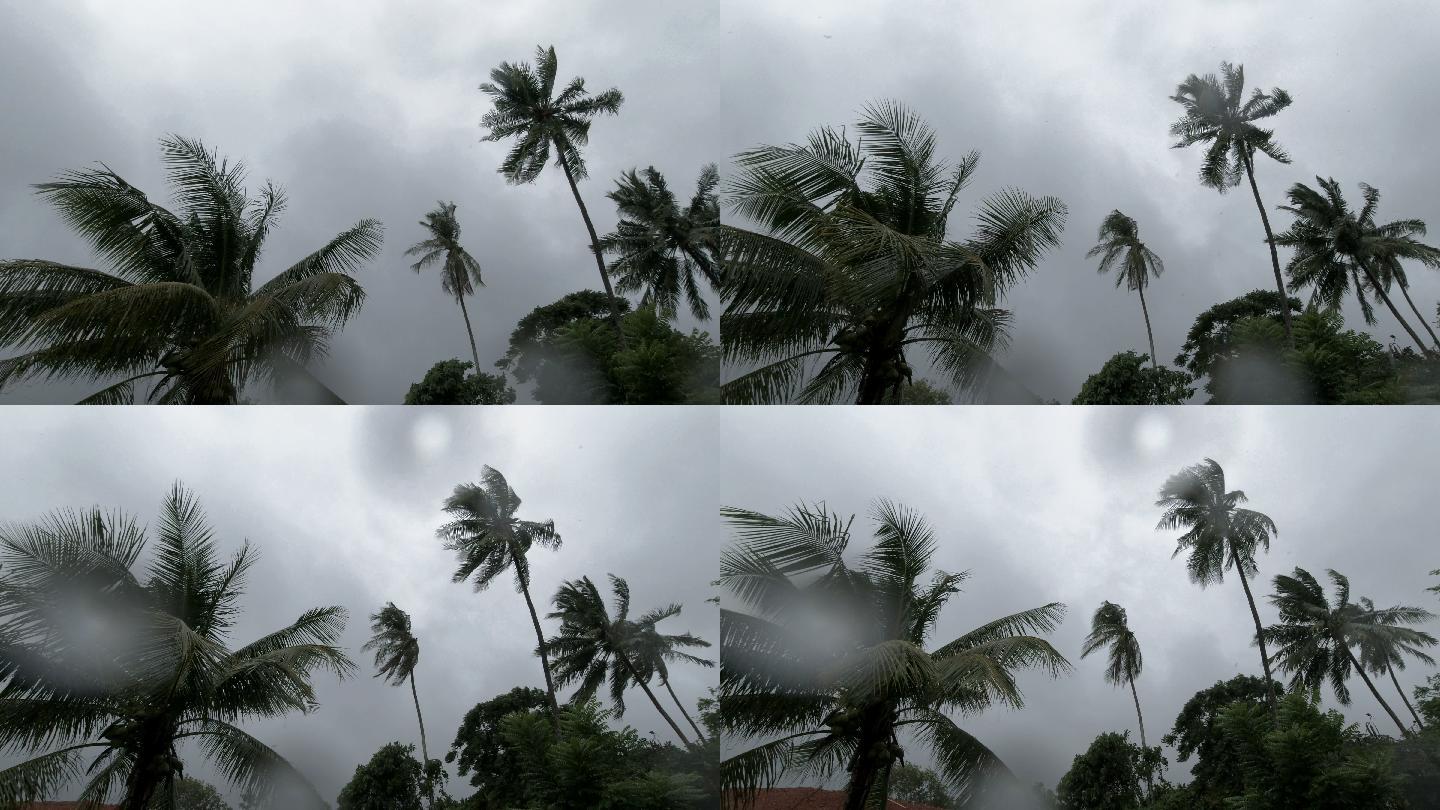 热带树顶在极端天气大风季风中弯曲