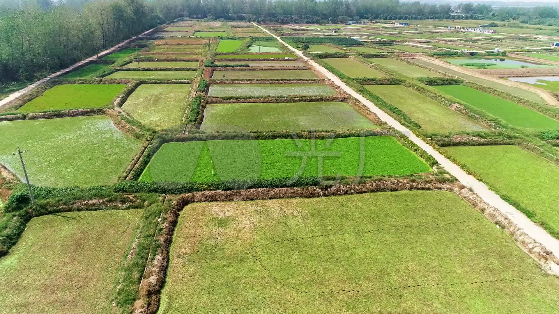 视频素材 实拍视频 工业农业 种植水田蔬菜芦蒿稻田菜水芹来自视频