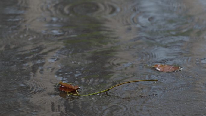 6K雨中地面落叶【0.5x】06