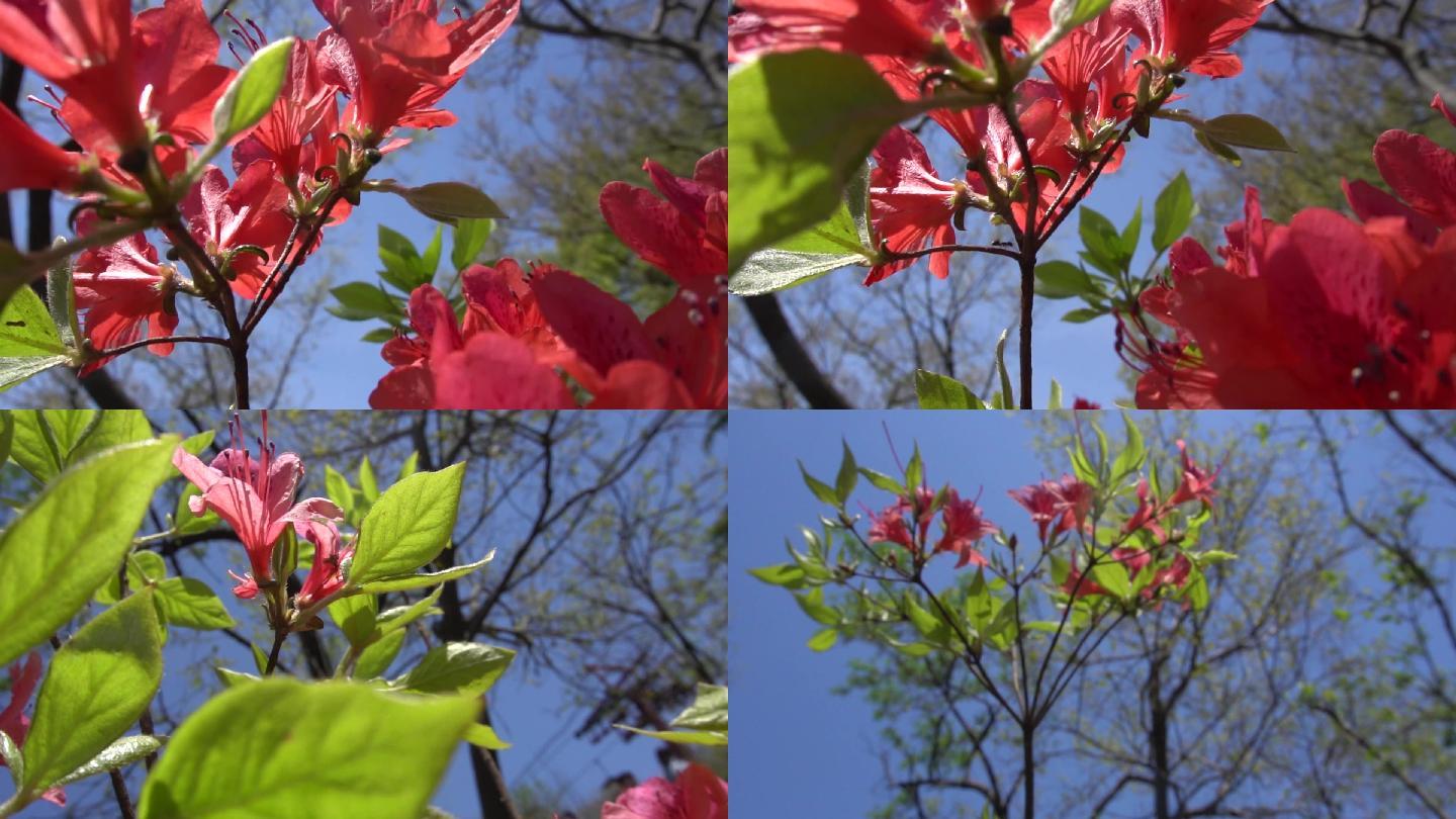 蝶恋花山中野花野百合