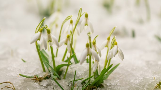 初春到了雪正在融化