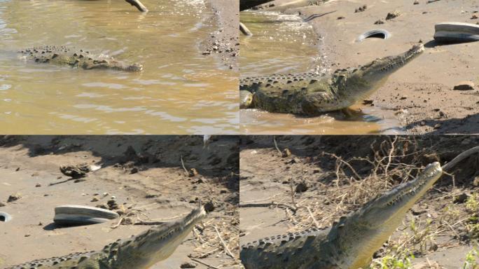 哥斯达黎加塔科尔河中的鳄鱼
