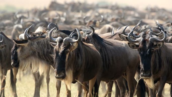 肯尼亚的牛羚大迁徙
