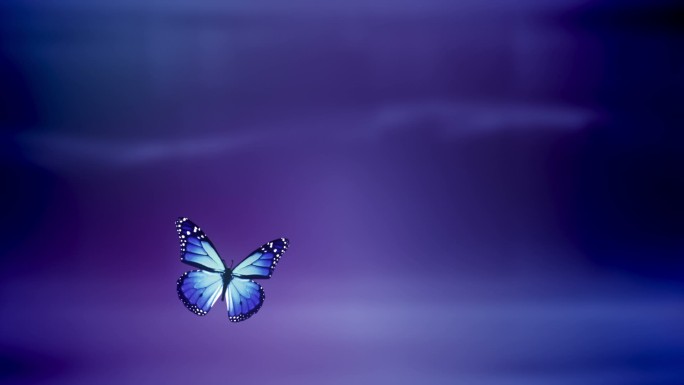 蓝色蝴蝶降落在紫色背景前的动画。
