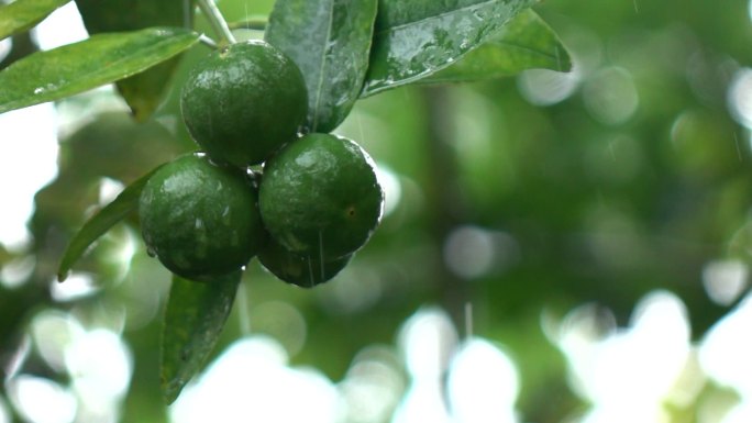 雨中柠檬树