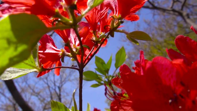 蝶恋花山中野花杜鹃花