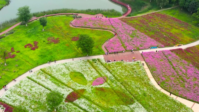 航拍合肥四季花海，花的海洋，城市公园