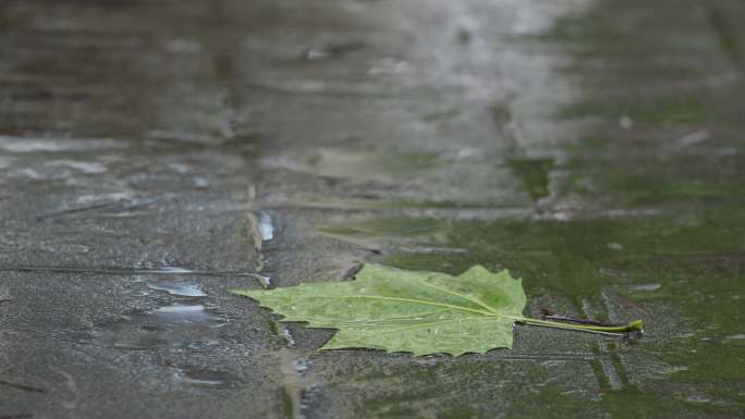 6K雨中地面落叶【0.5x】08