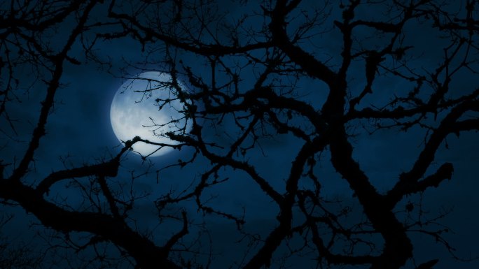 一棵老树在深夜的满月中摇曳