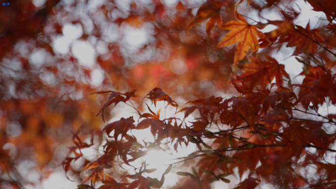 秋天红叶，深秋城市