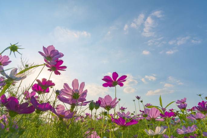 格桑花