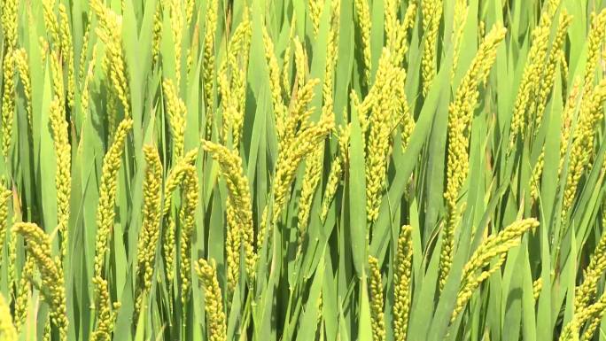 水稻种植水稻稻田丰收农业