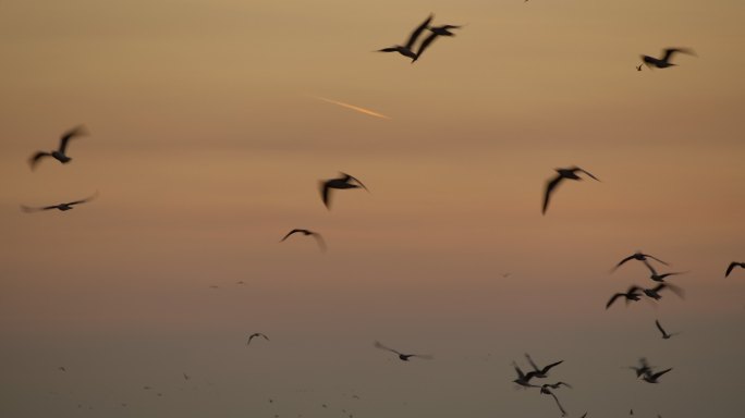 海滩上日出时许多海鸥飞了起来