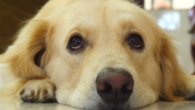 好奇的金毛犬+金毛金毛犬