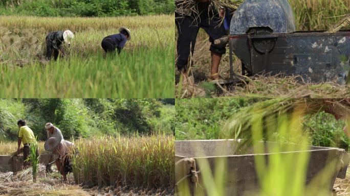 农民稻谷水稻丰收