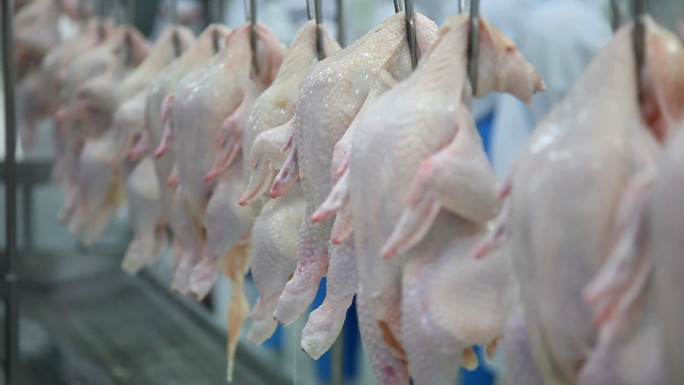 生鸡肉加工鸡肉加工流水生产线肉食鸡肉类食