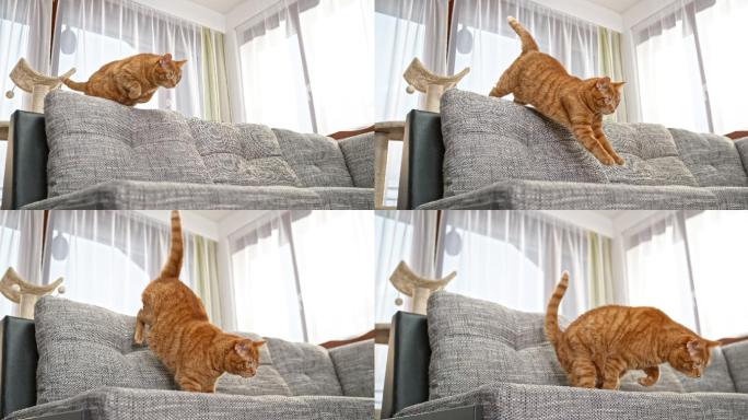 一只的猫从猫爬架上跳跃到沙发上