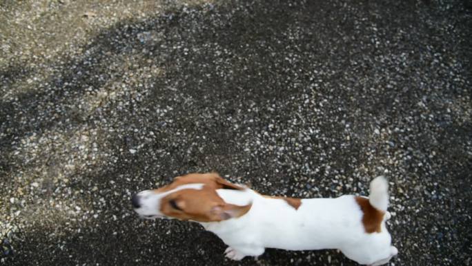 小杰克罗素猎犬看镜头