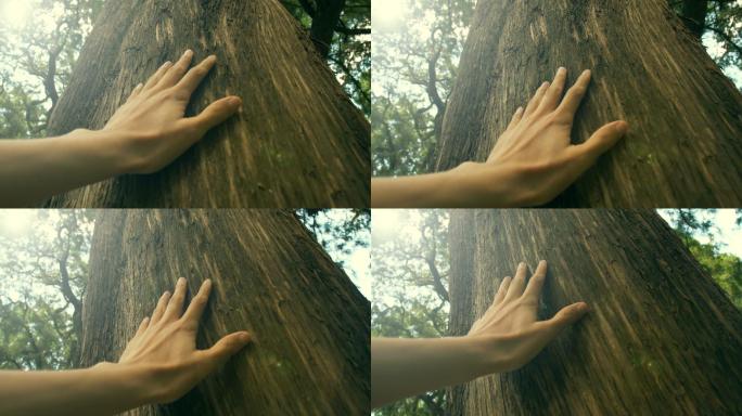 在森林里用手触摸树干