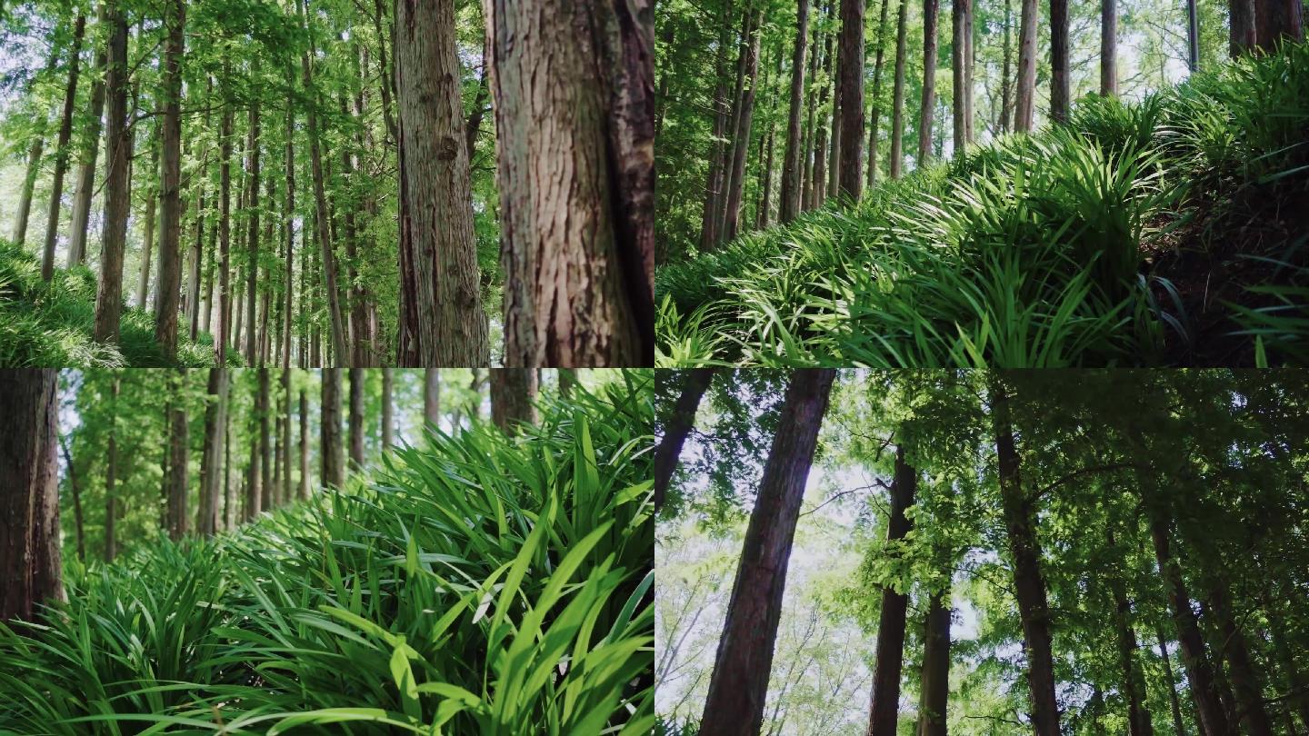 夏天小树林阳光野草微风