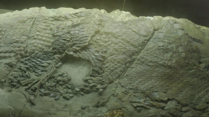 恐龙鱼化石