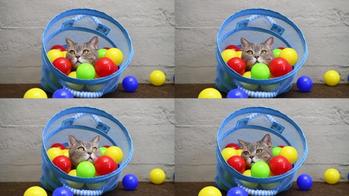 英国短毛猫在洗衣篮里玩彩色球