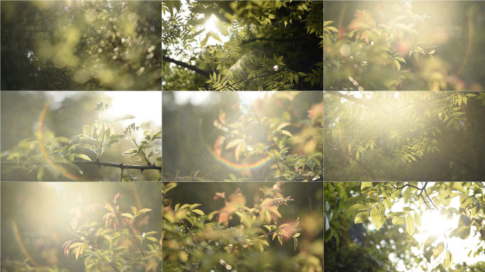 唯美温馨盛夏树叶光影森林阳光