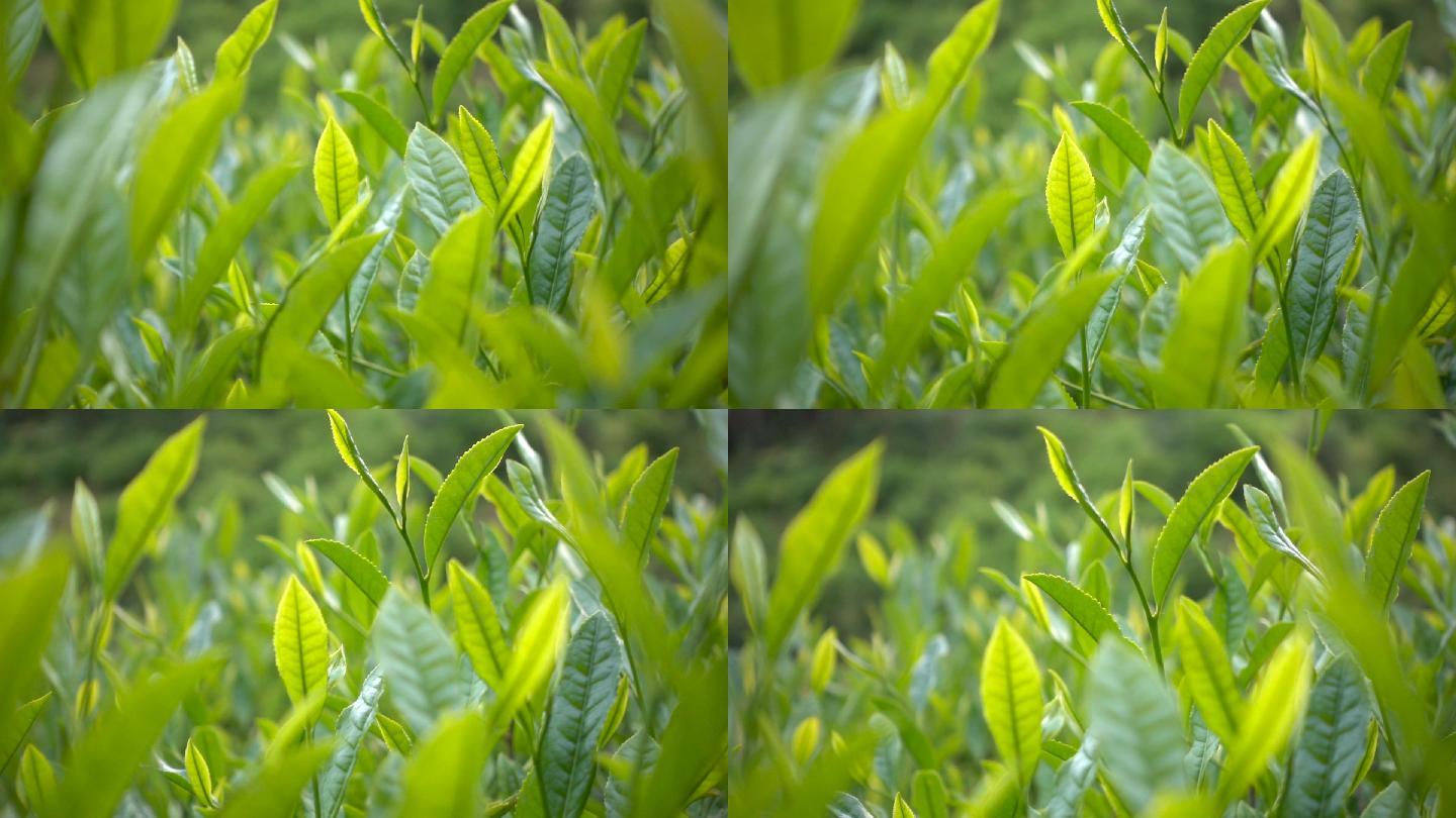 茶叶，茶树茶叶产品展示种茶绿茶特写