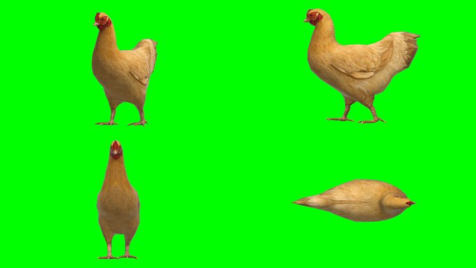 绿色屏幕下的鸡
