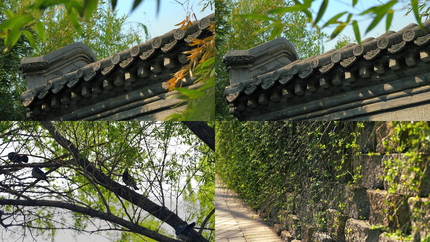 原创拍摄北京春天紫竹院公园的清晨景色