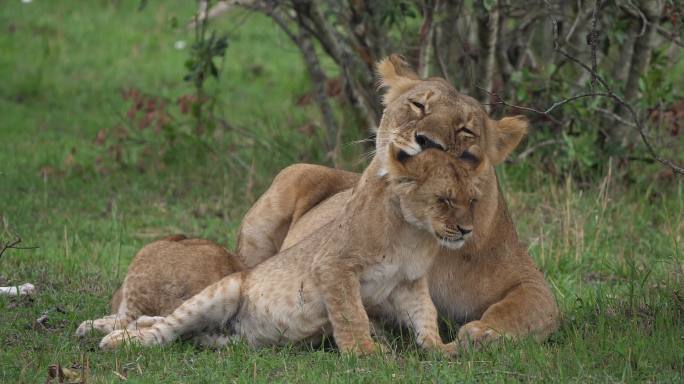 狮子豹妈妈舔它的幼崽
