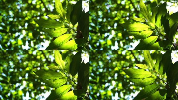 绿叶与阳光聚焦超慢动作视频