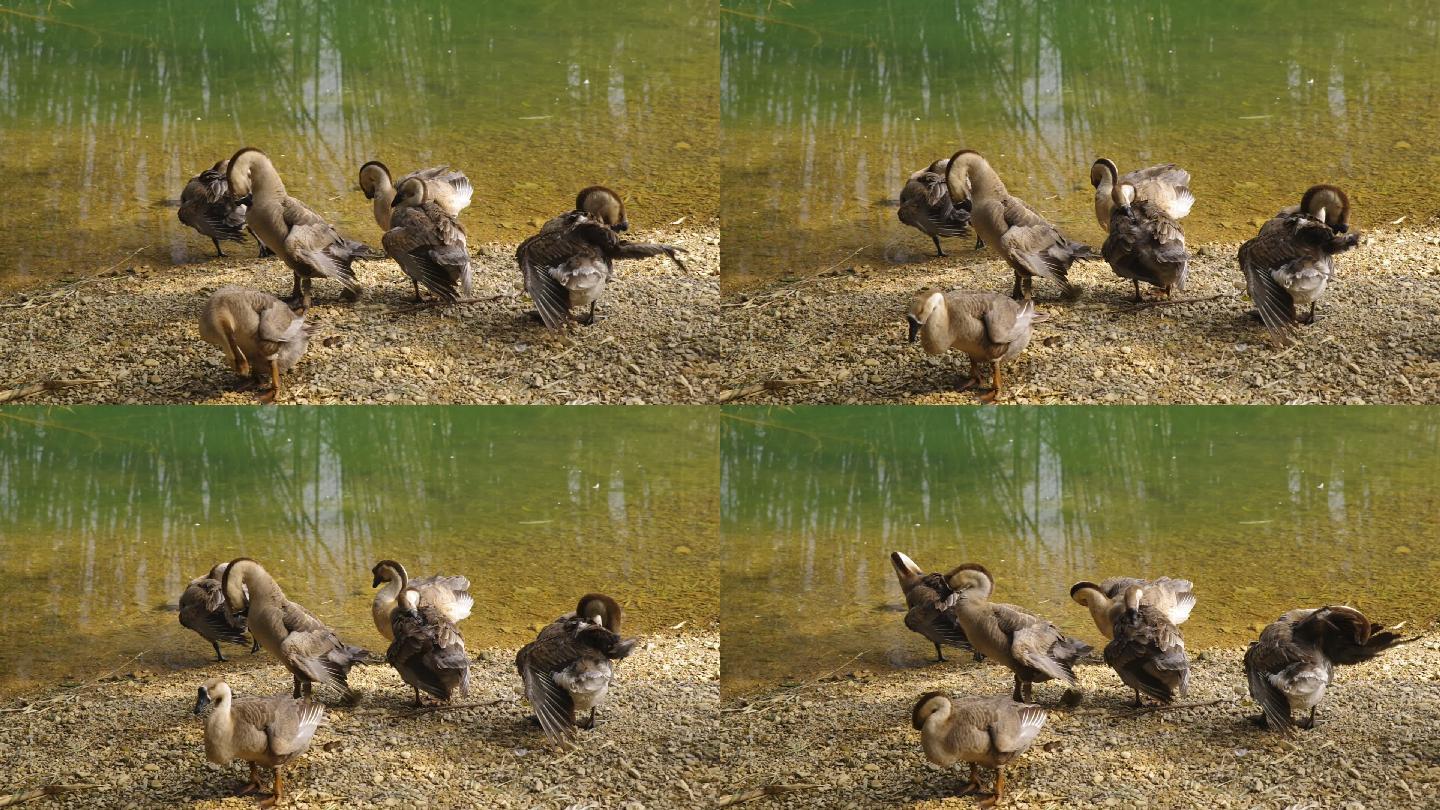 家禽鹅在河边梳理羽毛肥鹅