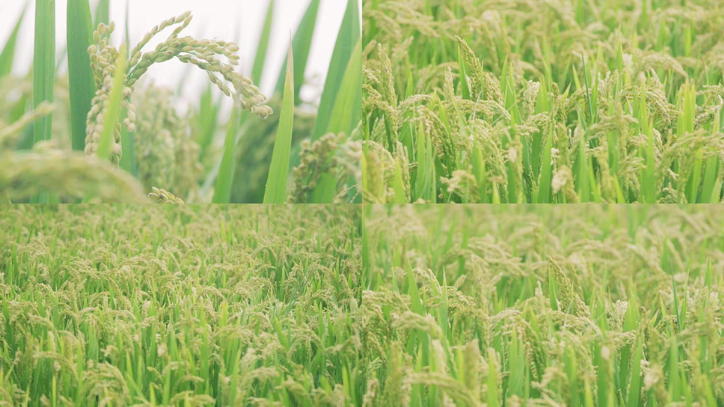 大米水稻丰收晚稻稻谷大米稻田