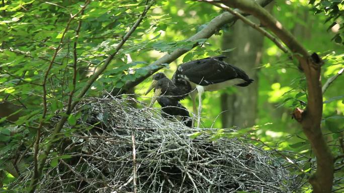 巢中的小黑鹳黑鹳鸟树枝上的鸟巢黑鹳筑巢