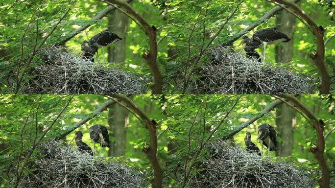 巢中的小黑鹳黑鹳鸟树枝上的鸟巢黑鹳筑巢