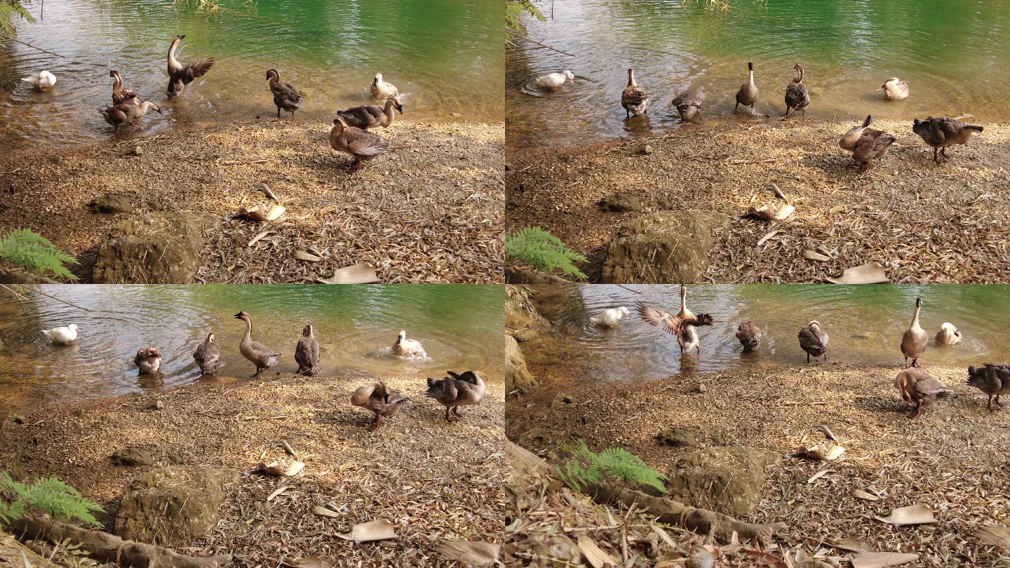 家禽鹅在河边戏水