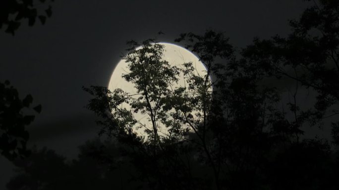 傍晚树林中月亮