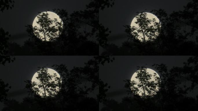 傍晚树林中月亮