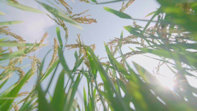 大米水稻丰收稻田稻谷农业稻穗