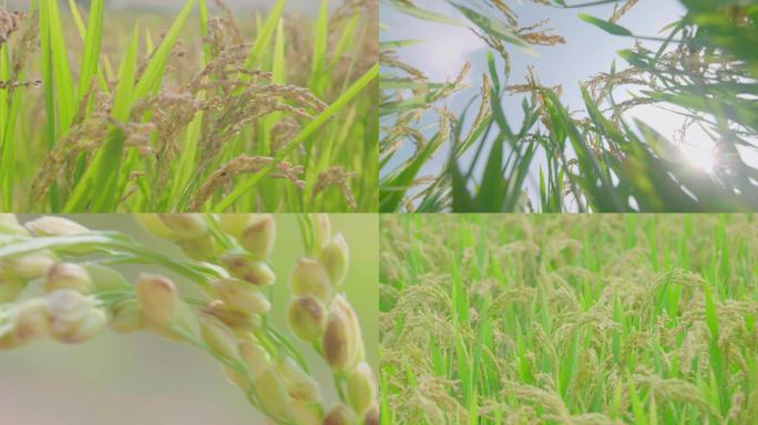 大米水稻丰收稻田稻谷农业稻穗
