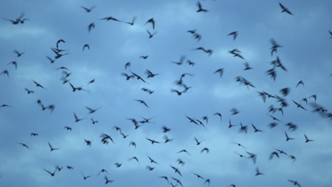 一群鸟大海海岛湿地湖泊戏水鸟类生态环境保